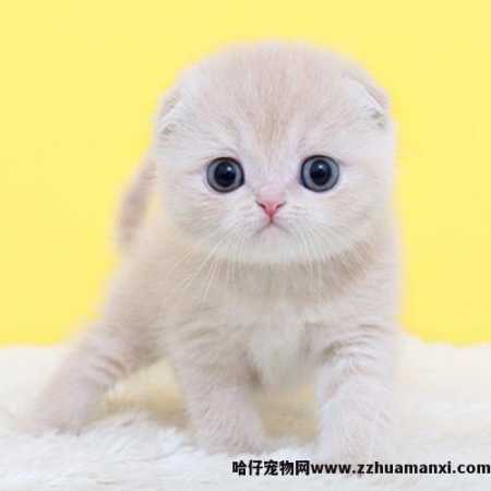 虎斑折耳猫容易发病吗(折耳虎斑猫会发什么病)