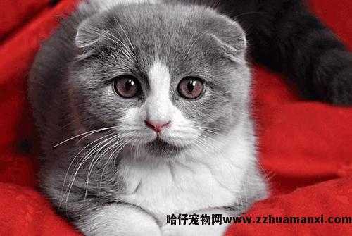 虎斑折耳猫容易发病吗(折耳虎斑猫会发什么病)