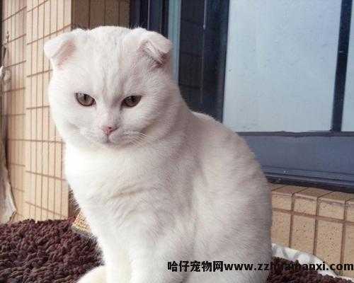 虎斑折耳猫容易发病吗(折耳虎斑猫会发什么病)