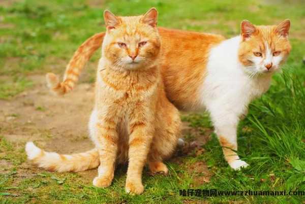 绝育的公猫骑公猫原因(绝育的公猫还会骑公猫)