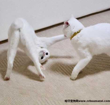 绝育的公猫骑公猫原因(绝育的公猫还会骑公猫)