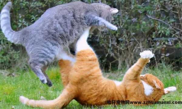 绝育的公猫骑公猫原因(绝育的公猫还会骑公猫)