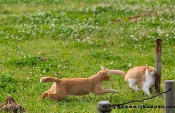 绝育的公猫骑公猫原因(绝育的公猫还会骑公猫)