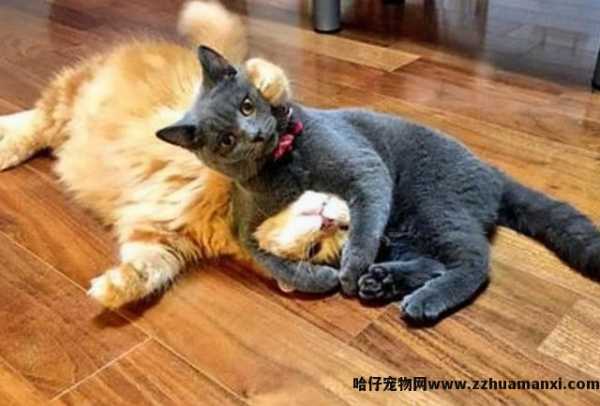 绝育的公猫骑公猫原因(绝育的公猫还会骑公猫)