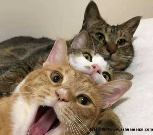 绝育的公猫骑公猫原因(绝育的公猫还会骑公猫)