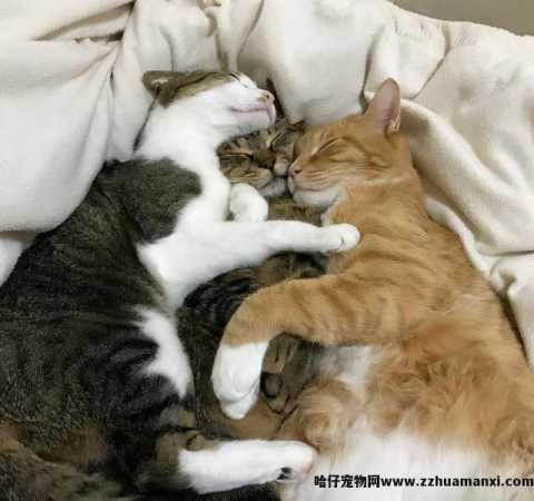 绝育的公猫骑公猫原因(绝育的公猫还会骑公猫)