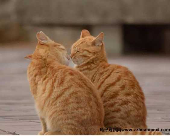 绝育的公猫骑公猫原因(绝育的公猫还会骑公猫)