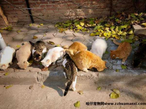 绝育的公猫骑公猫原因(绝育的公猫还会骑公猫)