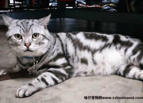 孟买猫智商(shāng)高吗(孟买猫智商(shāng)排名多(duō)少)