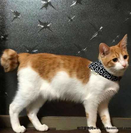 麒麟尾猫咪有(yǒu)什么病吗(猫猫麒麟尾是病吗)