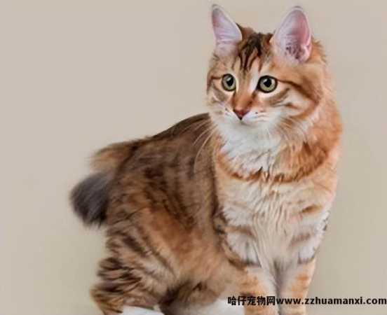 麒麟尾猫咪有(yǒu)什么病吗(猫猫麒麟尾是病吗)