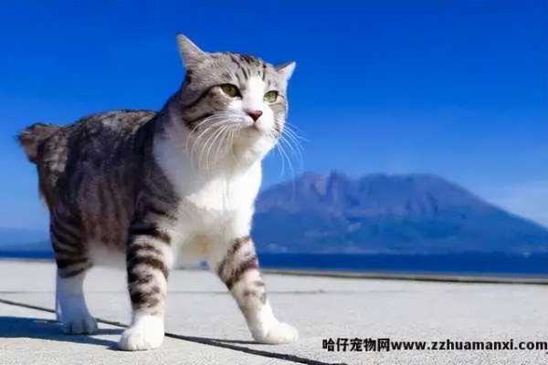 麒麟尾猫咪有(yǒu)什么病吗(猫猫麒麟尾是病吗)