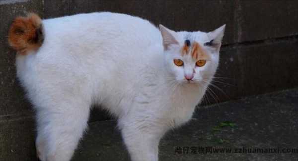 麒麟尾猫咪有(yǒu)什么病吗(猫猫麒麟尾是病吗)