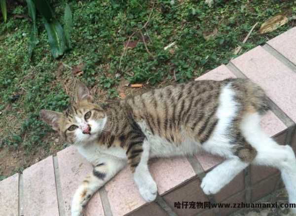 麒麟尾猫咪有(yǒu)什么病吗(猫猫麒麟尾是病吗)