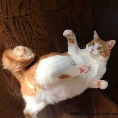 麒麟尾猫咪有(yǒu)什么病吗(猫猫麒麟尾是病吗)