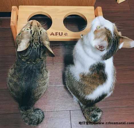 麒麟尾猫咪有(yǒu)什么病吗(猫猫麒麟尾是病吗)