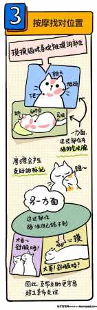 怎么逗猫咪玩开心(如何逗猫咪开心)