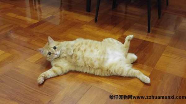 猫怎样才算麒麟尾(什么叫麒麟尾猫)