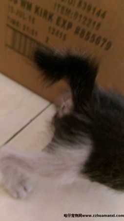 猫怎样才算麒麟尾(什么叫麒麟尾猫)