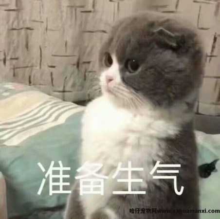 猫怎样才算麒麟尾(什么叫麒麟尾猫)