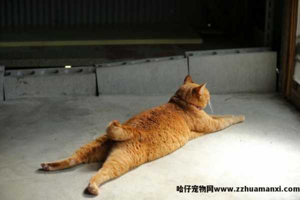 猫怎样才算麒麟尾(什么叫麒麟尾猫)