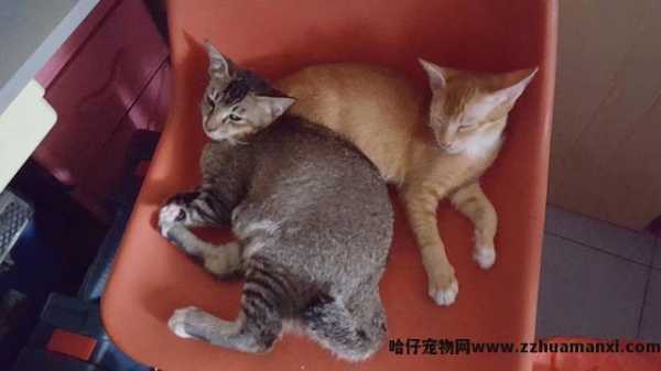 猫怎样才算麒麟尾(什么叫麒麟尾猫)