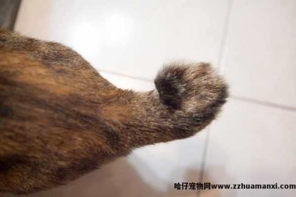 猫怎样才算麒麟尾(什么叫麒麟尾猫)