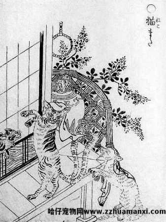 猫怎样才算麒麟尾(什么叫麒麟尾猫)