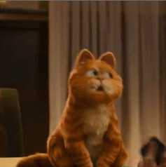 猫怎样才算麒麟尾(什么叫麒麟尾猫)