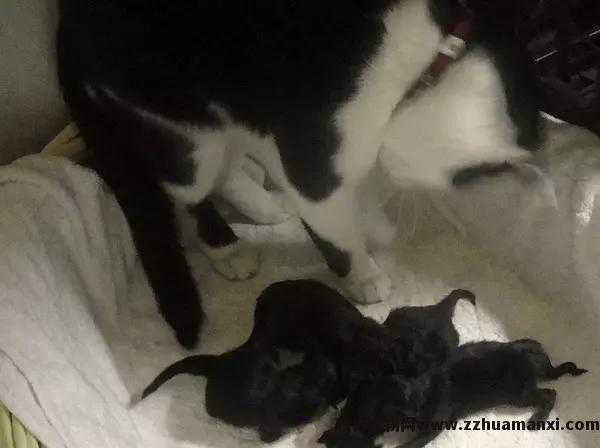 猫怎样才算麒麟尾(什么叫麒麟尾猫)