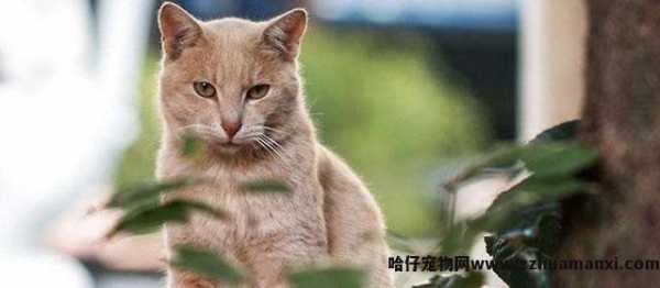 猫怎样才算麒麟尾(什么叫麒麟尾猫)