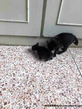 猫怎样才算麒麟尾(什么叫麒麟尾猫)