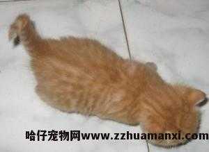 猫怎样才算麒麟尾(什么叫麒麟尾猫)