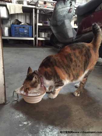 猫怎样才算麒麟尾(什么叫麒麟尾猫)
