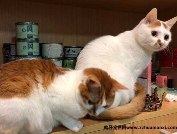 猫用(yòng)益生菌哪个牌子好(猫用(yòng)益生菌什么牌子好)