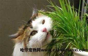 猫用(yòng)益生菌哪个牌子好(猫用(yòng)益生菌什么牌子好)
