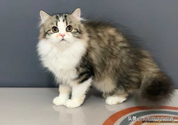 米努特猫是什么品种(米努特猫百科(kē))