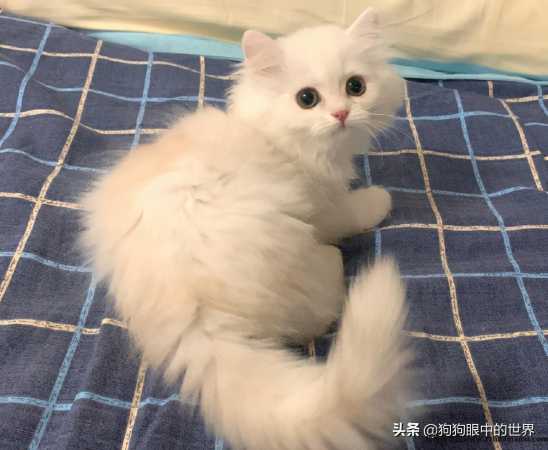 米努特猫是什么品种(米努特猫百科(kē))