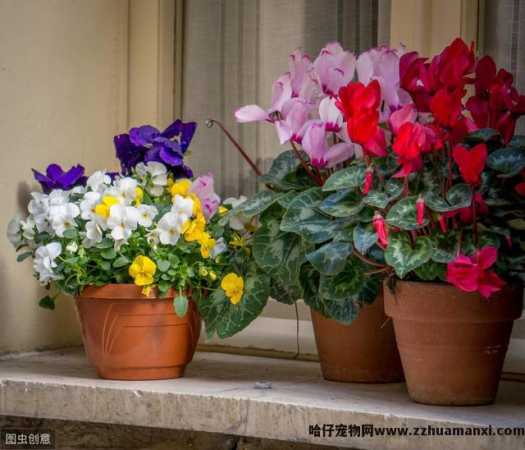 栀子花(huā)对猫有(yǒu)毒吗(栀子花(huā)对猫有(yǒu)没有(yǒu)毒)
