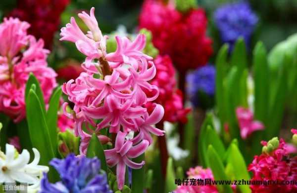 栀子花(huā)对猫有(yǒu)毒吗(栀子花(huā)对猫有(yǒu)没有(yǒu)毒)