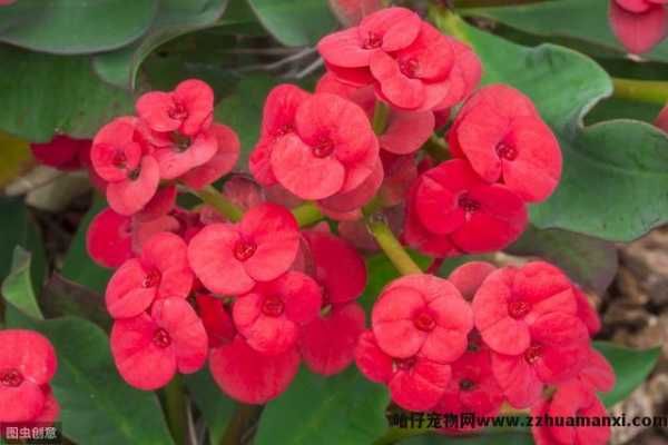 栀子花(huā)对猫有(yǒu)毒吗(栀子花(huā)对猫有(yǒu)没有(yǒu)毒)