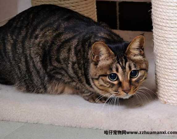 中华田园猫适合在家里养吗(中华田园猫可(kě)以家养吗)