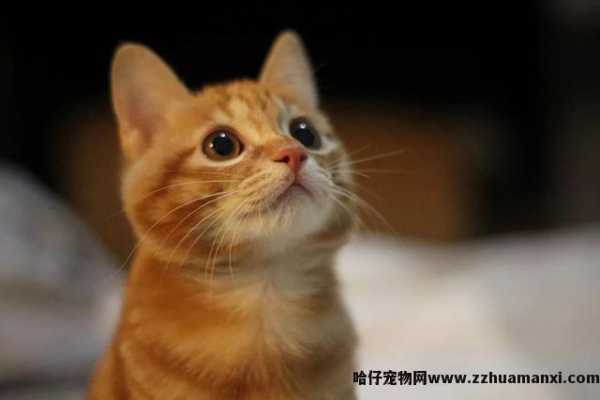中华田园猫适合在家里养吗(中华田园猫可(kě)以家养吗)