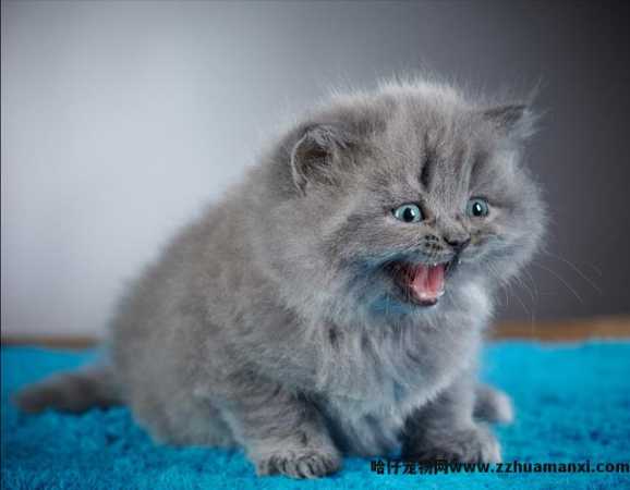 猫吐水怎么回事(猫吐水什么原因)