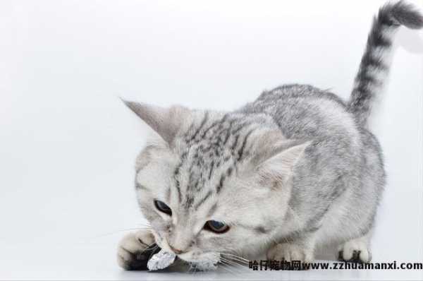 猫吐水怎么回事(猫吐水什么原因)
