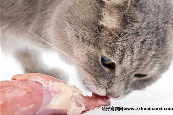 猫吐水怎么回事(猫吐水什么原因)