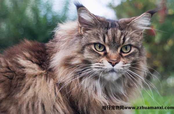 缅因猫是哪个國(guó)家的(缅因猫是哪个國(guó)家的品种)