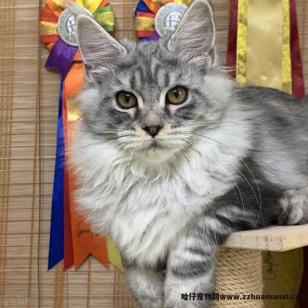 缅因猫是哪个國(guó)家的(缅因猫是哪个國(guó)家的品种)