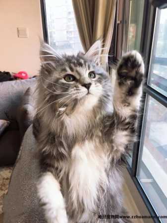 缅因猫是哪个國(guó)家的(缅因猫是哪个國(guó)家的品种)