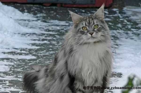 缅因猫是哪个國(guó)家的(缅因猫是哪个國(guó)家的品种)